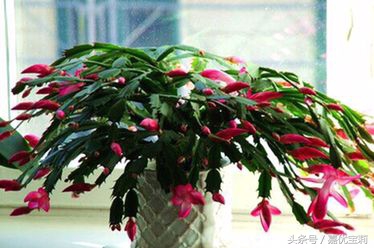 螃蟹爪花苞,螃蟹爪花稀有