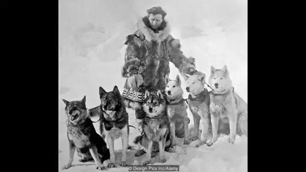 关于狗的冷知识拉布拉多,哈士奇冷知识狗语十级