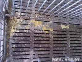 产房仔猪腹泻有哪些原因,产房拉稀怎么办