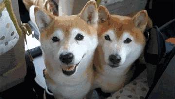 “中国土狗”比“日本土狗”差在哪里？