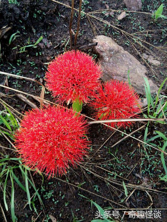 我在非洲工作的日子，给大家介绍下非洲的风土人情