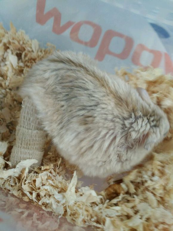 小仓鼠越狱了,仓鼠越狱的时候被压嘴巴歪了