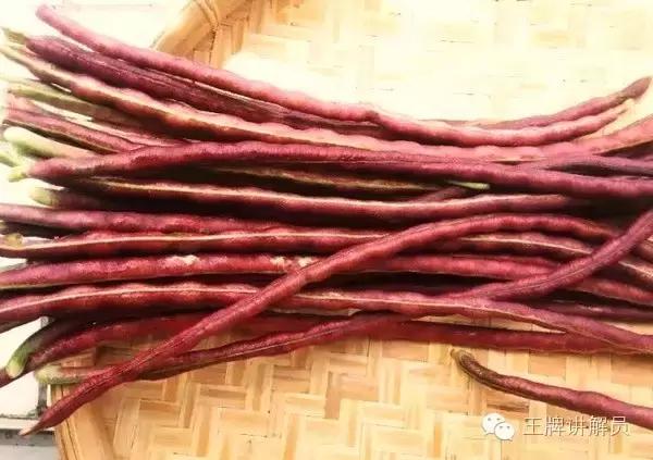 故宫文物菊花,故宫藏菊花长卷