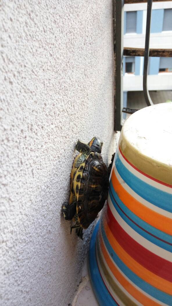 沙漠里有一只巴西龟,博学多才的一只巴西龟