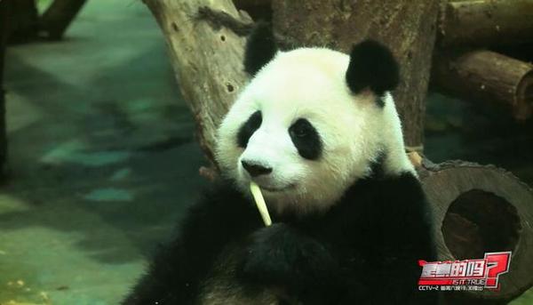 大熊猫前爪有多少个手指,大熊猫右手是否有六只手指