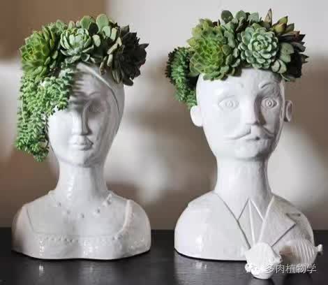 养多肉的男人都有一颗细腻的心,高校男生养多肉