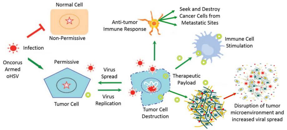 火视全球|Oncorus——利用病毒治疗恶性胶质母细胞瘤