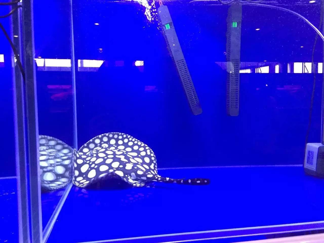 选鱼养鱼那些事儿，养鱼人一定要看！