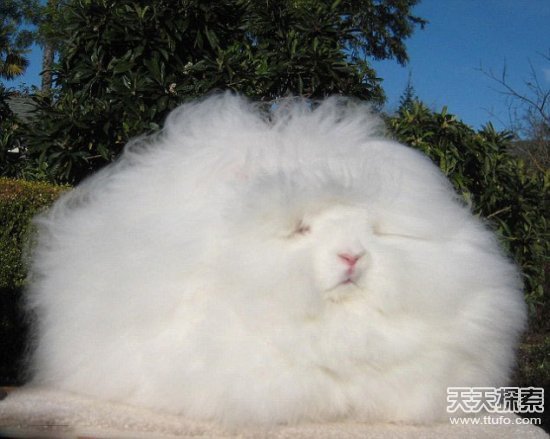 世界上最强的灵长类动物,盘点世界上怪异的巨大动物