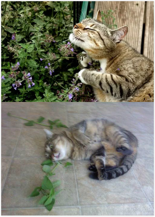 猫咪吃完猫薄荷后的表情,猫咪吃硬猫粮的奇怪表情