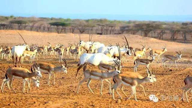 去了迪拜才知道有钱真重要,迪拜是世界上最有钱的地方吗
