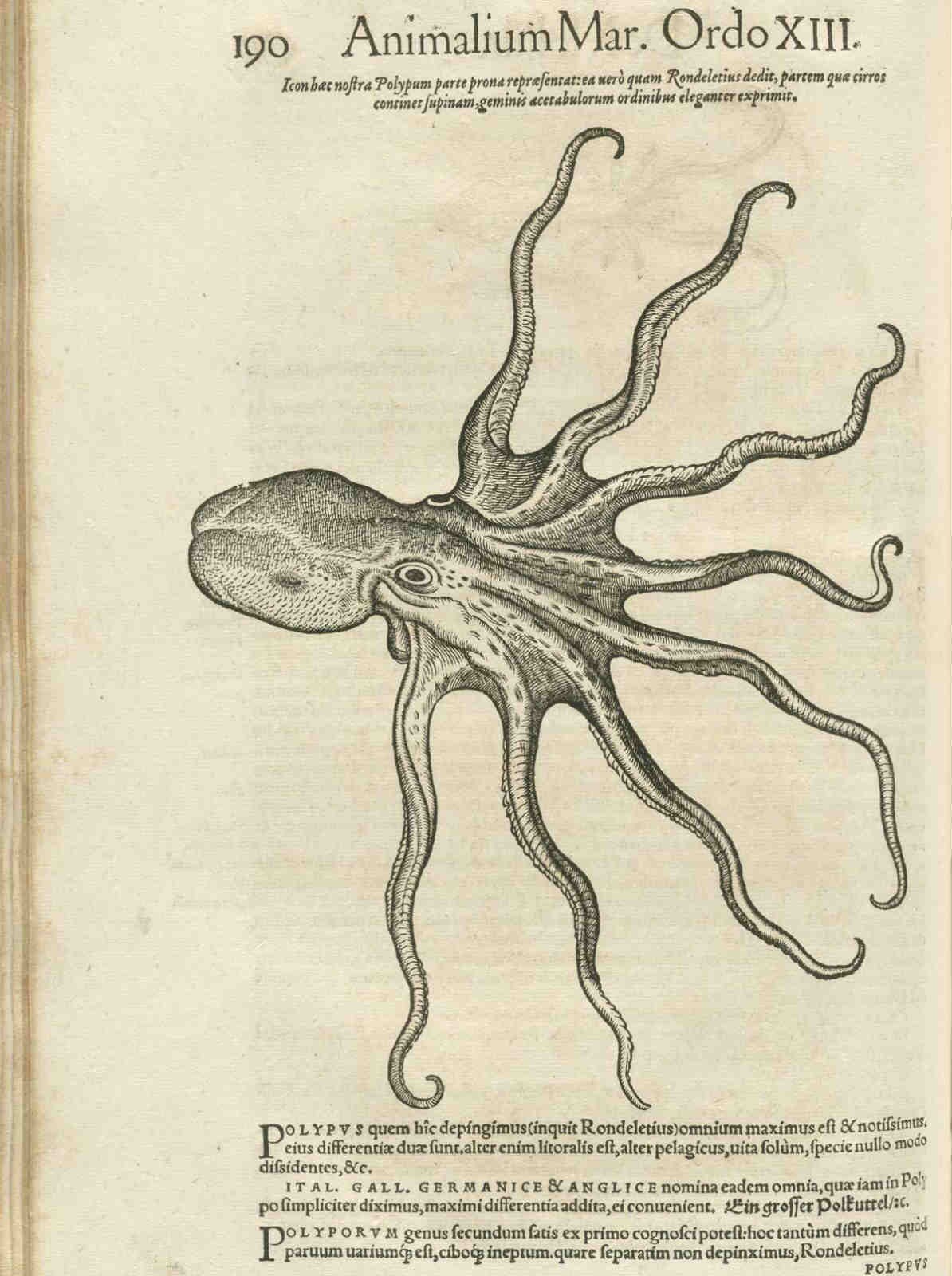 海妖恐怖故事,关于海怪的恐怖传说