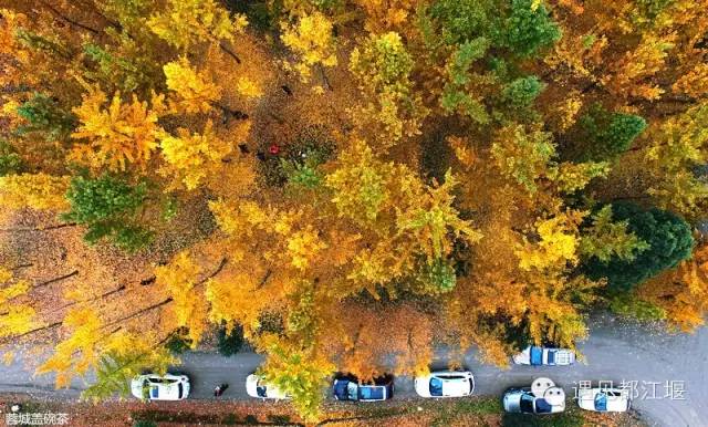 成都西部银杏第一村 (成都市周边哪里的银杏最多最美)