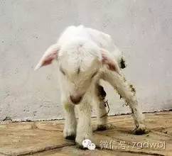 预防羔羊腹泻的药,羔羊腹泻吃什么药好得快