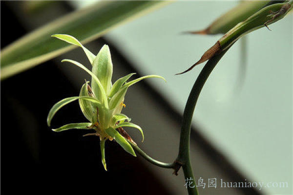 水培油画吊兰的养殖方法,怎样水培金边吊兰又可以养鱼