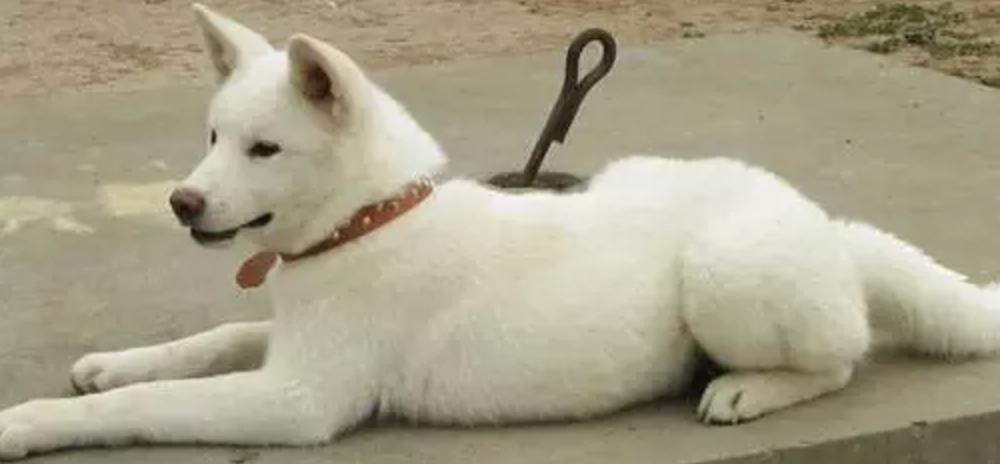 “中国土狗”比“日本土狗”差在哪里？