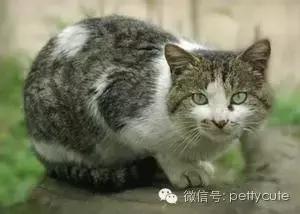 中华田园猫玄猫的性格,中华田园猫玄猫眼睛什么颜色