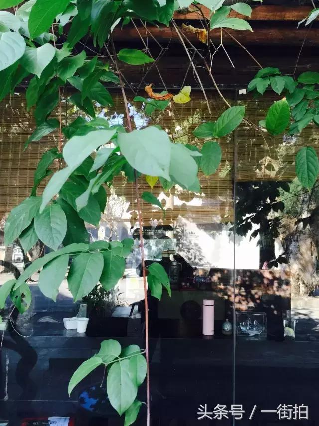 粉丝约拍mc台词,粉丝约拍mc