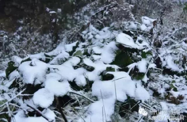 瓦屋山下雪,最近瓦屋山下雪了吗