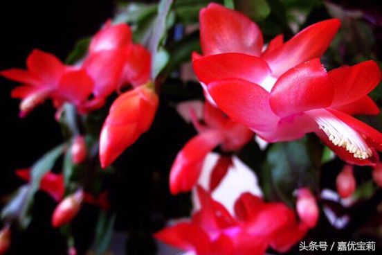 螃蟹爪花苞,螃蟹爪花稀有