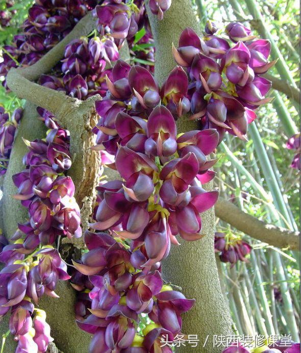 280平花园法式,我家花园的氛围感