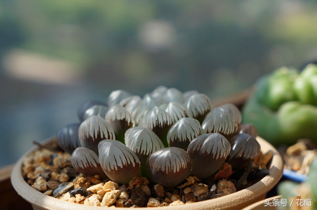 冰灯玉露怎么养才能开花,冰灯玉露怎么养才肥