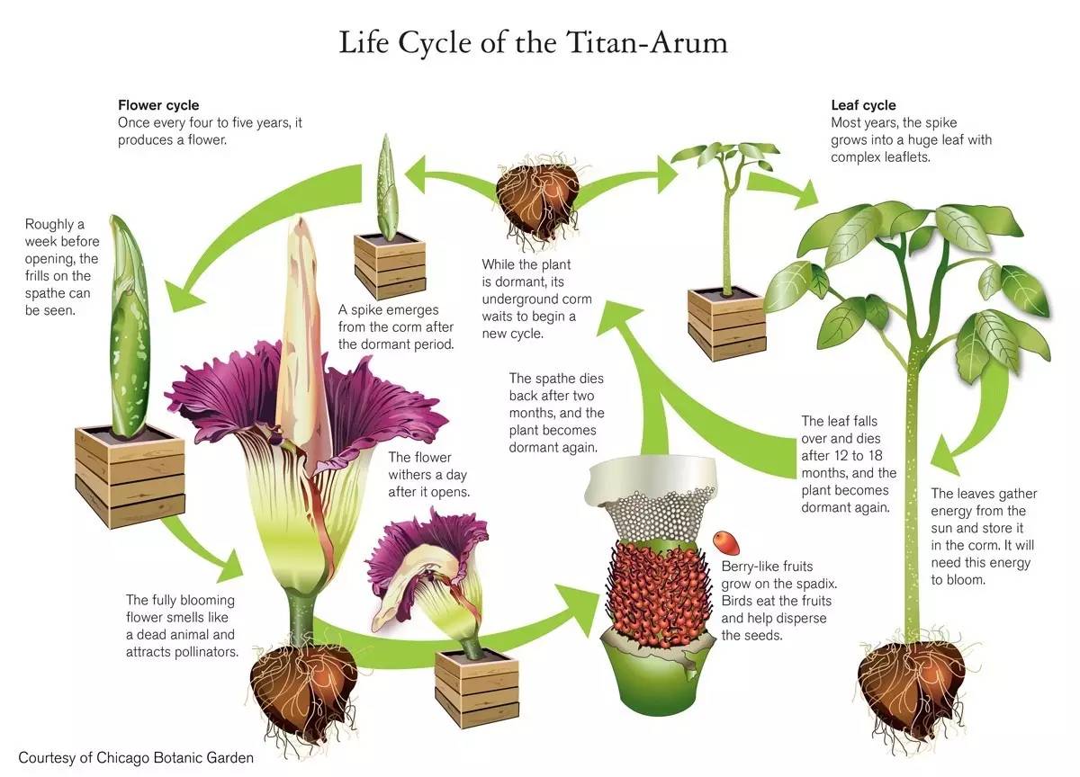 鬼吹灯精绝古城尸香魔芋有什么用,鬼吹灯中尸香魔芋花竟真的存在