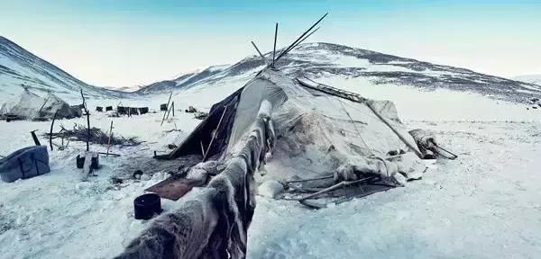 关于狗的冷知识拉布拉多,哈士奇冷知识狗语十级