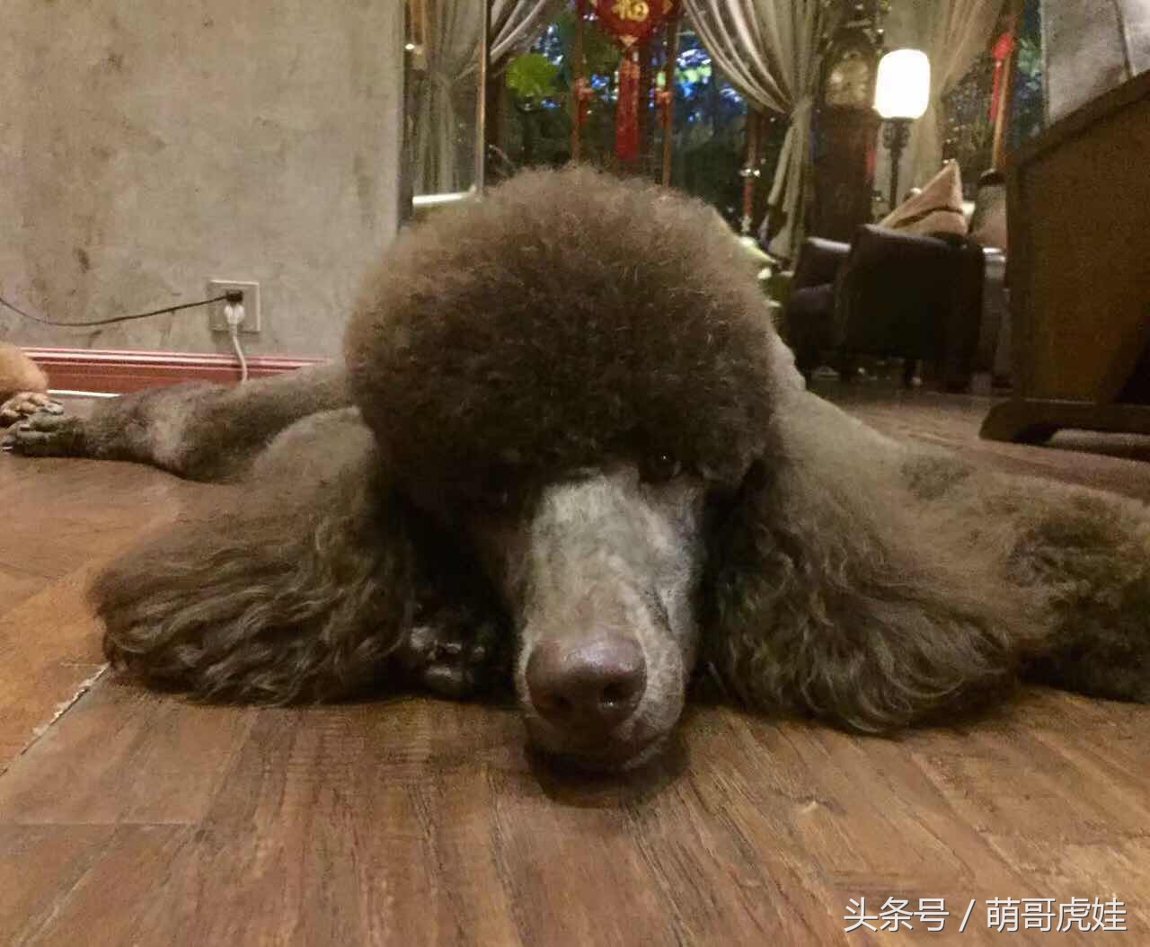 大狗狗也来集五福：那么多和谐福万能福我怎么一个也没见到