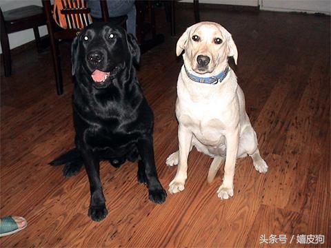 大狗黑色黄色,大狗黑灰色