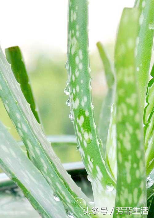 冬天皮肤干燥,种盆芦荟滋润下!