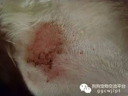 狗狗湿疹的症状白色,狗狗湿疹用药后多久能恢复