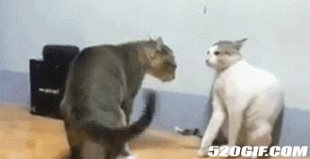 所有36种猫科动物排行,兴趣宝贝21期