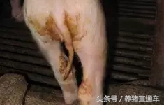 产房腹泻的治疗方法,产房肚子胀气治疗方法