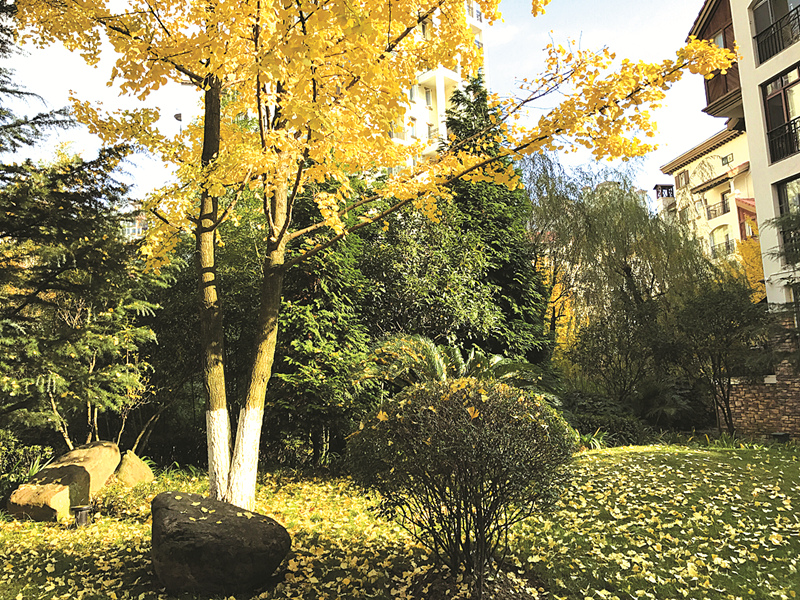 银杏叶泡茶对身体有危害吗,银杏叶泡水喝会中毒吗