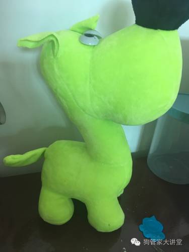 金毛从成年开始养,金毛养成