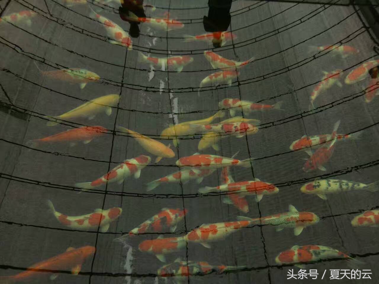 锦鲤在多少温度下停止喂食,温度低会影响锦鲤的颜色吗