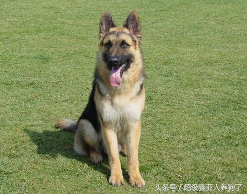 让叉拐、外八远离你的爱犬