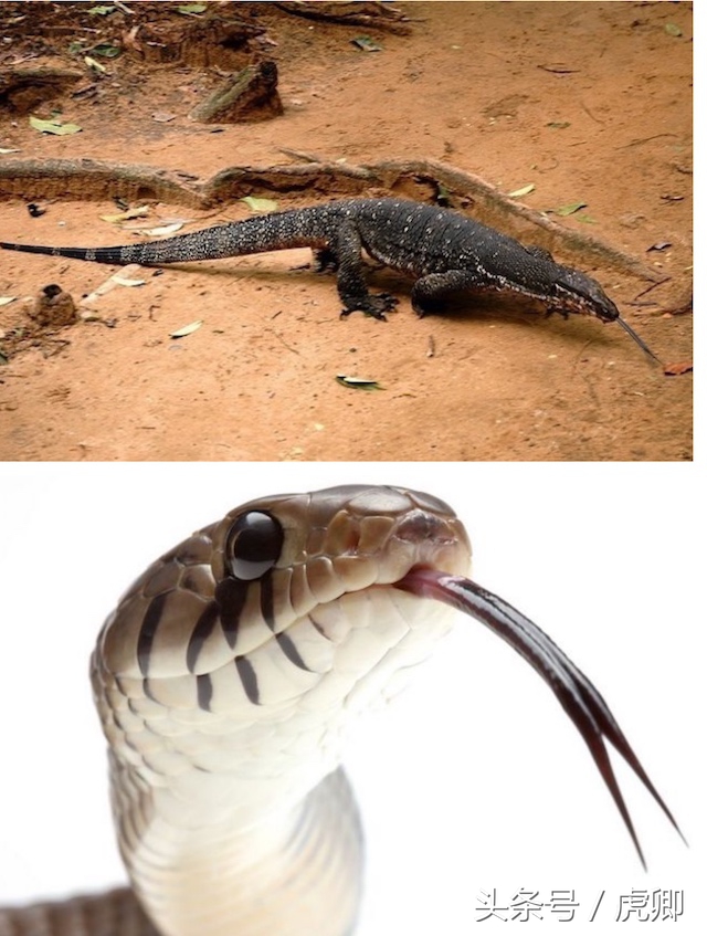 亚马逊森蚺的最大真实纪录,最大的森蚺40米