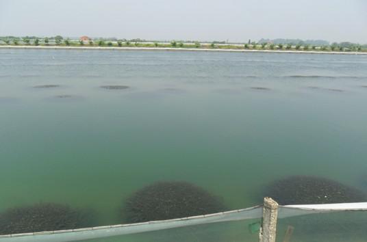 浅谈养鱼经验,浅析河蟹高密度养殖模式