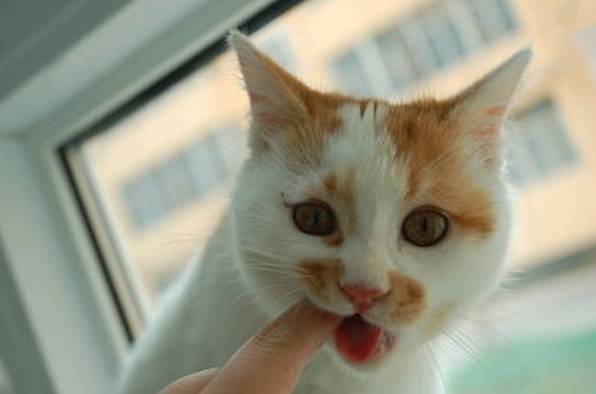 口臭是牙洞导致的吗,塞牙是不是导致口臭的直接原因