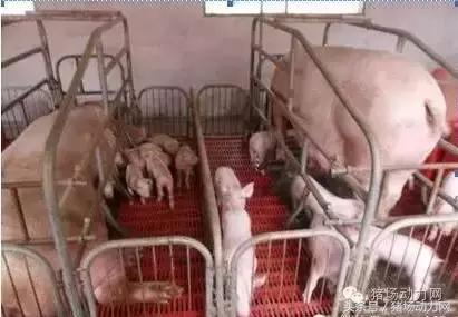 母猪产后无乳怎么办?原来问题在这里