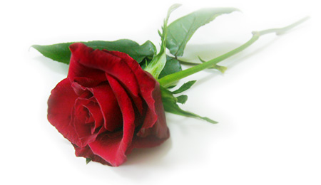 玫瑰花代表的爱情含义枝数,你知道不同花的花语是什么吗