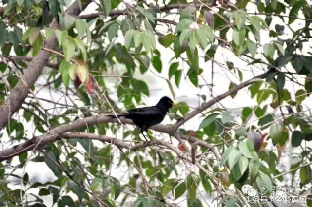 难忘大青山,难忘中学