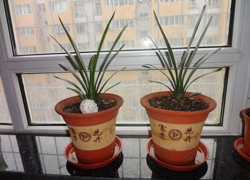 想养好君子兰必须用营养液吗,想要君子兰长得好施什么肥料