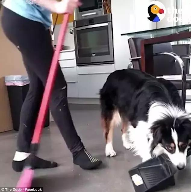 这只牧羊犬挺特别的,一只呆萌又可爱的牧羊犬