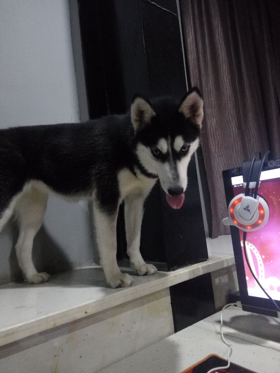 终于知道为什么不喜欢养狗了,为什么很喜欢狗狗又不敢养