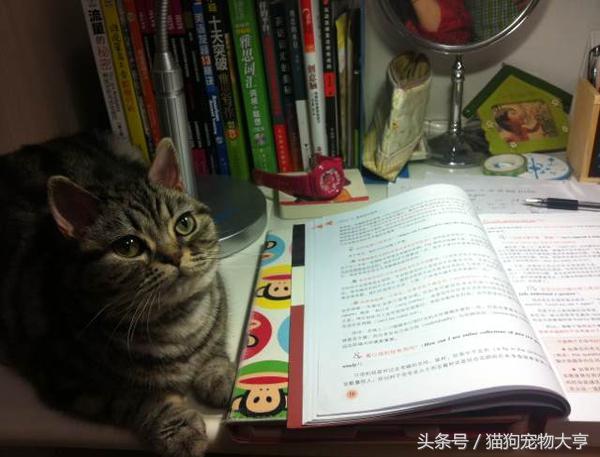 猫猫脾气不好怎么改善,猫猫脾气不好怎么办