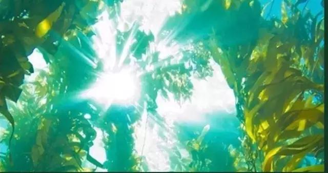 怎么样才能年轻10岁在家自制面膜,1分钟自制天然面膜