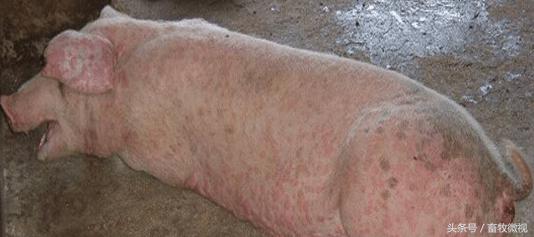 猪喘气急促又吐又泻是怎么回事,猪上吐下泻还咳嗽是什么病